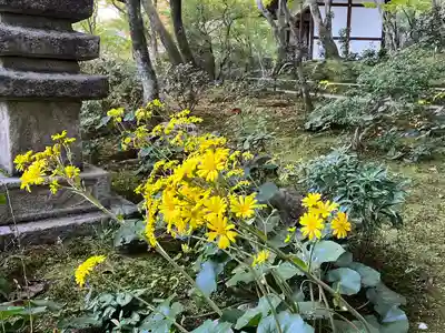 常寂光寺(京都府)