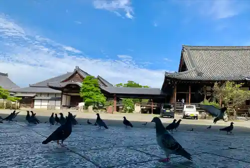 大通寺（長浜御坊）(滋賀県)