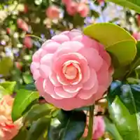 壽徳寺 じゅとくじの自然