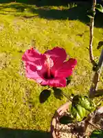 伏木香取神社(茨城県)