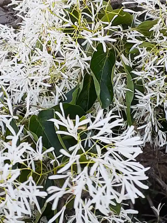 伏木香取神社の自然