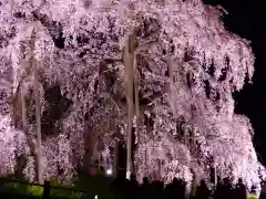 瀧桜神明宮(福島県)