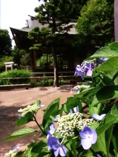 鳩森八幡神社の自然