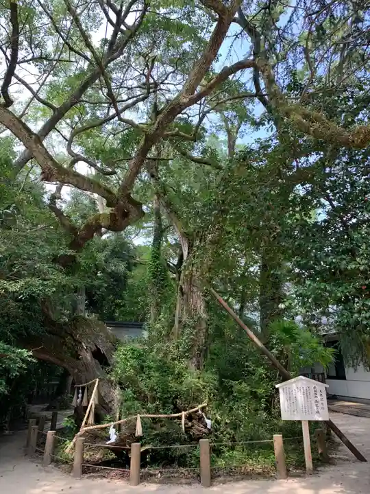 大山祇神社の自然