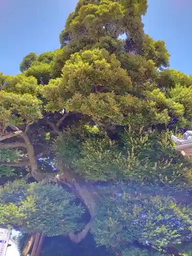 九重神社の自然