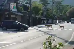 東大寺の動物