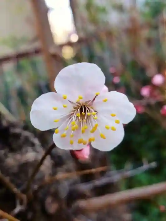 本郷氷川神社(東京都)