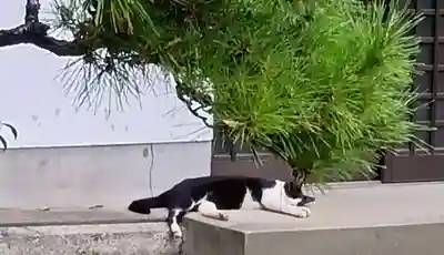 刺田比古神社(和歌山県)