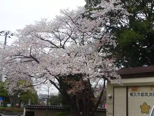 天台宗　長窪山　正覚寺の自然