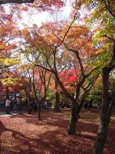 東福禅寺（東福寺）の自然