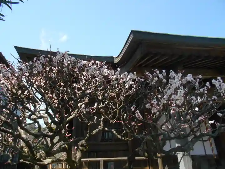 極楽寺(霊鷲山感應院極楽律寺)の自然