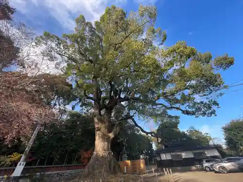 薦神社(大分県)