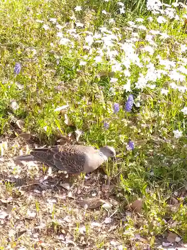 阿智神社の動物