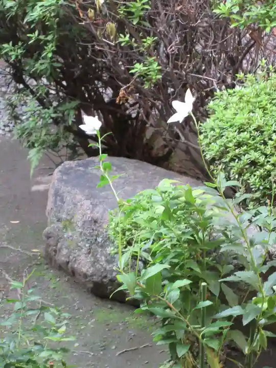 廬山寺(廬山天台講寺)の自然