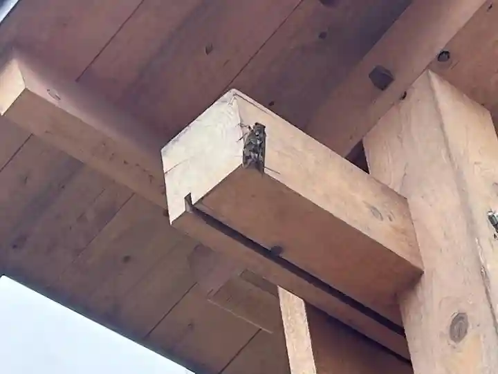 秩父札所十三番 慈眼寺の動物