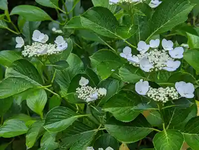 法金剛院の自然