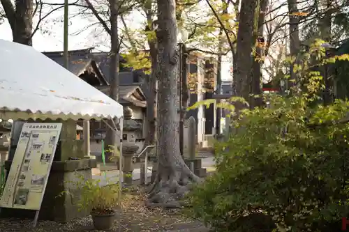 丸子山王日枝神社の自然