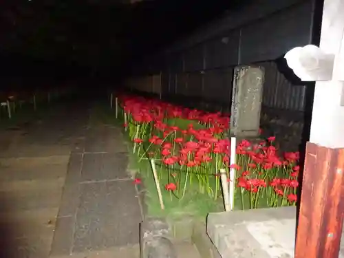 横浜　西方寺の自然