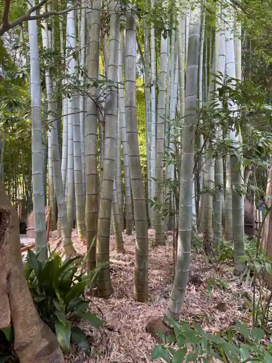 報国寺(神奈川県)
