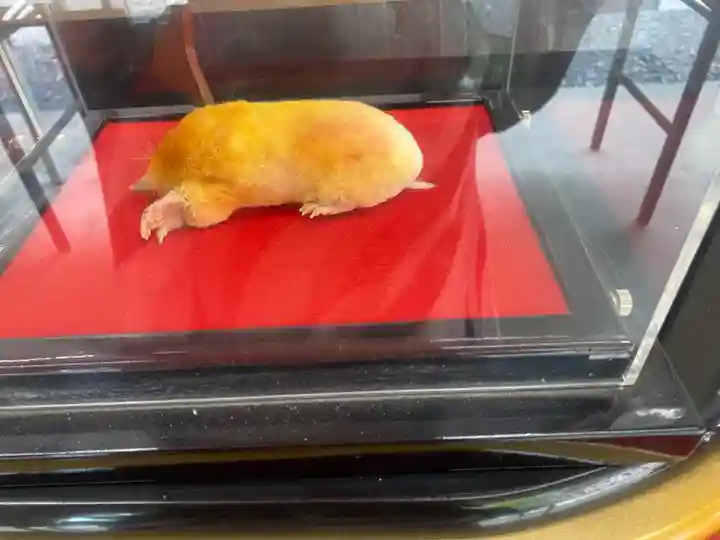 下野 星宮神社(栃木県)