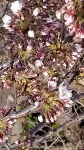 帰厚院の自然(2021年04月16日(金) 07時21分30秒投稿)