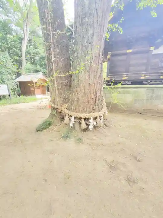 玉敷神社の自然