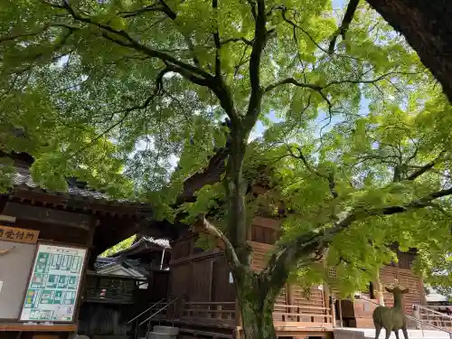 愛知県高浜市春日神社の{uncategorized: "未分類", other: "その他", undefined: "問題あり", building: "その他建物", grave: "お墓", sacred_gate: "鳥居", guardian: "狛犬", statue: "像", buddha: "仏像", history: "歴史", nature: "自然", garden: "庭園", animal: "動物", pagoda: "塔", temizu: "手水舎", mountain_gate: "山門・神門", sanctuary: "本殿・本堂", subordinate: "末社・摂社", art: "芸術", scenery: "景色", jizo: "地蔵", ema: "絵馬", goshuin: "御朱印", omikuji: "おみくじ", items: "授与品その他", amulet: "お守り", goshuincho: "御朱印帳", eats: "食事", festival: "お祭り", votive_dance: "神楽", shichigosan: "七五三参", wedding: "結婚式", experience: "体験その他", initially: "初詣", around: "周辺", anti_infection: "感染症対策"}
