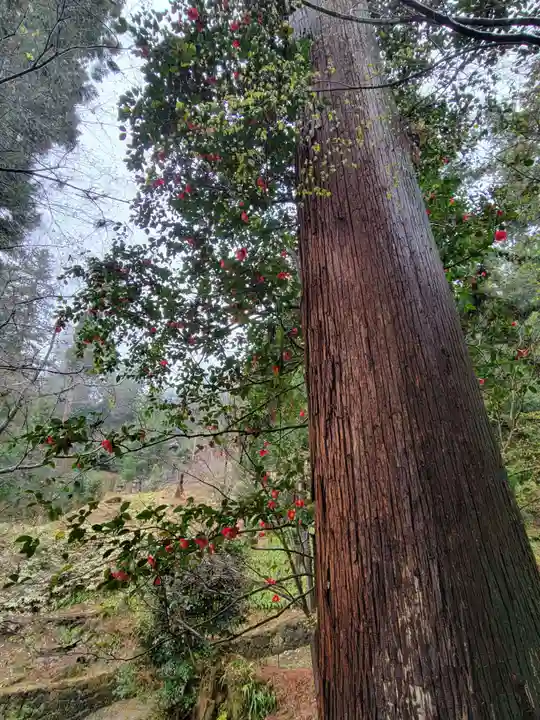 妙義神社(群馬県)