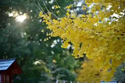 鷲宮神社の景色