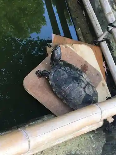 葛原岡神社の動物