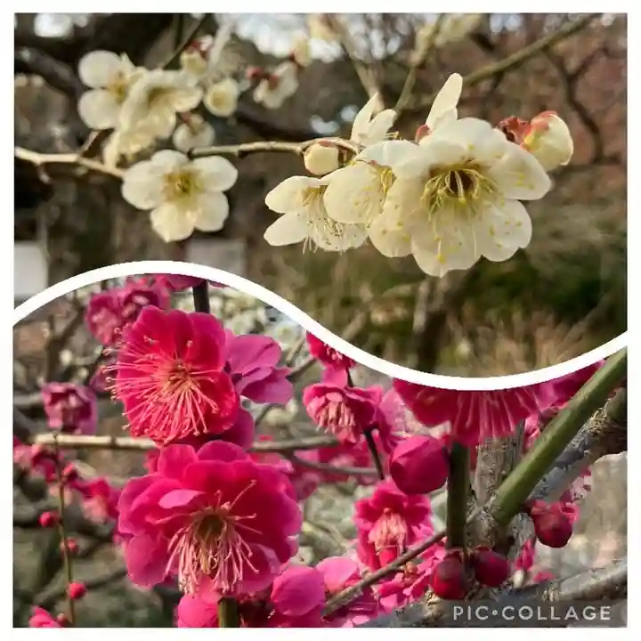 本土寺(千葉県)