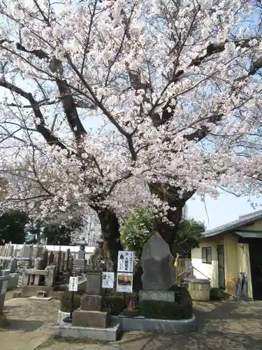 真光寺(千葉県)