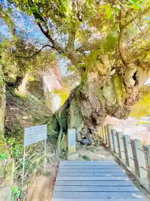 楽法寺(雨引観音)の{uncategorized: "未分類", other: "その他", undefined: "問題あり", building: "その他建物", grave: "お墓", sacred_gate: "鳥居", guardian: "狛犬", statue: "像", buddha: "仏像", history: "歴史", nature: "自然", garden: "庭園", animal: "動物", pagoda: "塔", temizu: "手水舎", mountain_gate: "山門・神門", sanctuary: "本殿・本堂", subordinate: "末社・摂社", art: "芸術", scenery: "景色", jizo: "地蔵", ema: "絵馬", goshuin: "御朱印", omikuji: "おみくじ", items: "授与品その他", amulet: "お守り", goshuincho: "御朱印帳", eats: "食事", festival: "お祭り", votive_dance: "神楽", shichigosan: "七五三参", wedding: "結婚式", experience: "体験その他", initially: "初詣", around: "周辺", anti_infection: "感染症対策"}