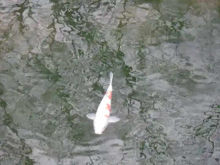 長田神社の動物