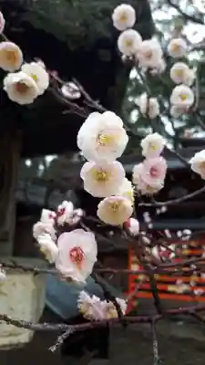 今宮神社の自然