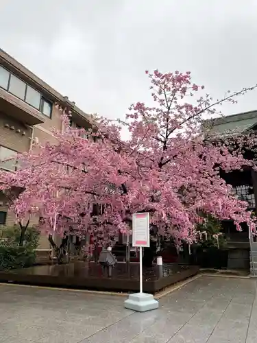 桜神宮(東京都)