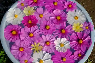 般若寺 ❁﻿コスモス寺❁(奈良県)