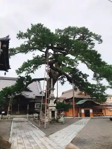 大慶寺の自然