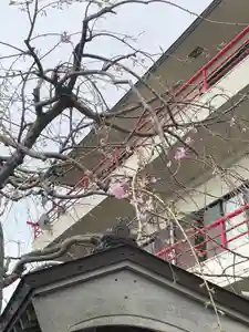 法話と天井絵の寺 観音寺(徳島県)(2021年04月06日(火) 11時54分00秒投稿)
