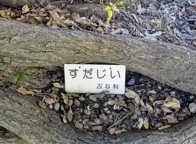 湯島聖堂の自然