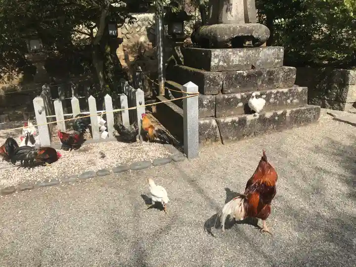 石上神宮の動物