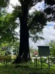 富士山東口本宮 冨士浅間神社(静岡県)