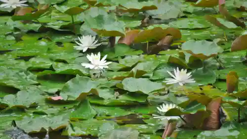 大覚寺の自然