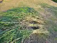 伏木香取神社(茨城県)