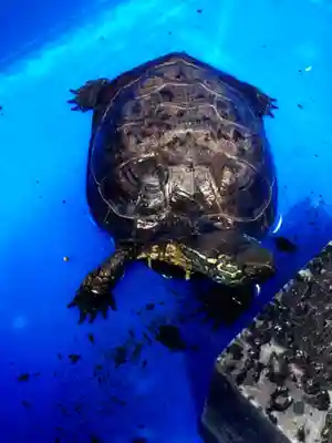 下谷神社(東京都)