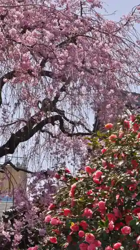 地蔵院（椿寺）の庭園