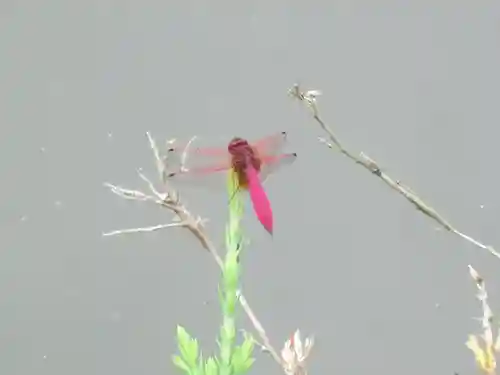 屋久島大社の動物
