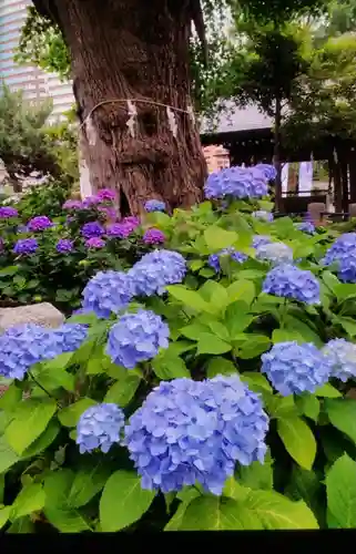 磐井神社(東京都)