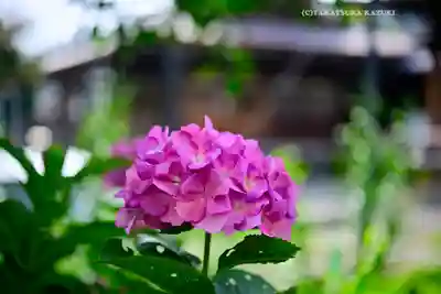 本郷氷川神社(東京都)