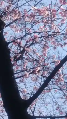 靖國神社の自然